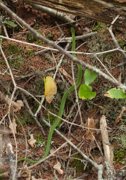 Opheodrys vernalis Colubridae