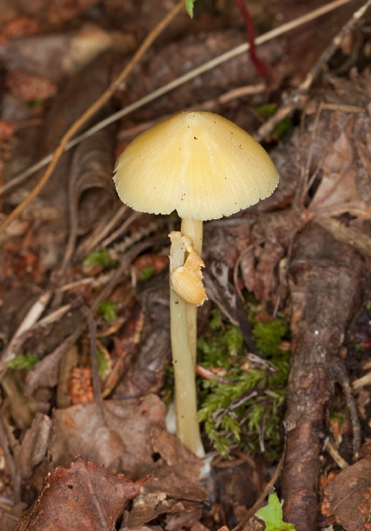 Pluteus sp.? Pluteaceae?