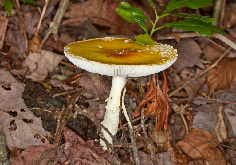 Amanita flavoconia? Pluteaceae