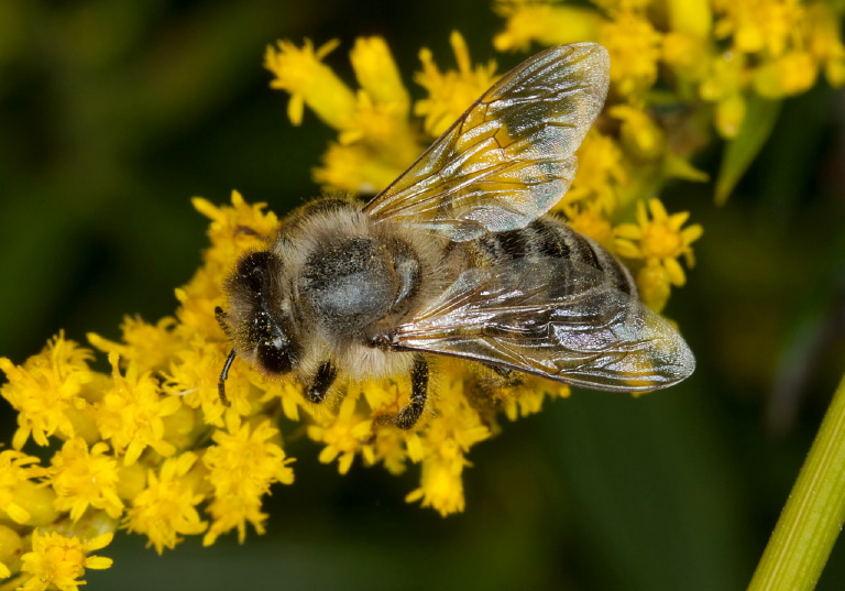 Apis mellifera Apidae