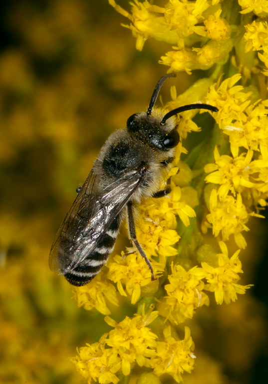 Colletes simulans armatus Colletidae