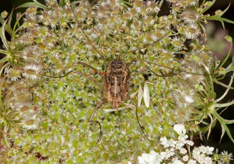 Phalangium opilio? Phalangiidae