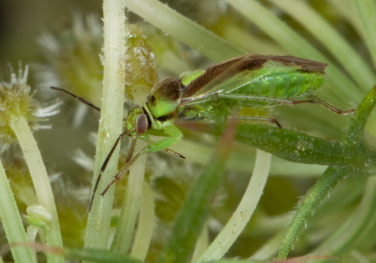 Orthops scutellatus Miridae