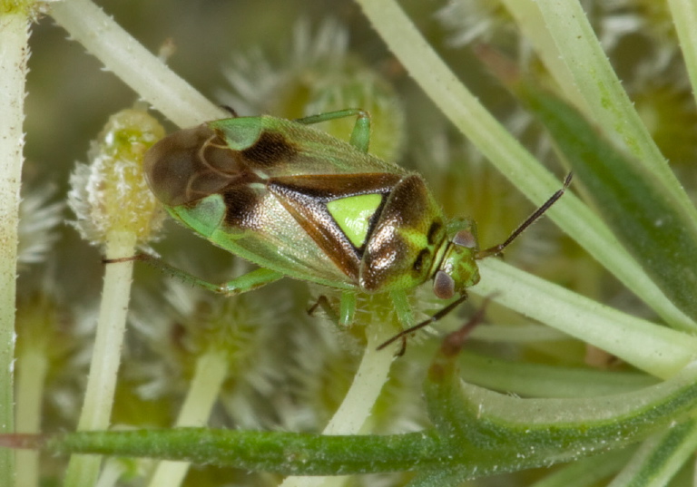 Orthops scutellatus Miridae