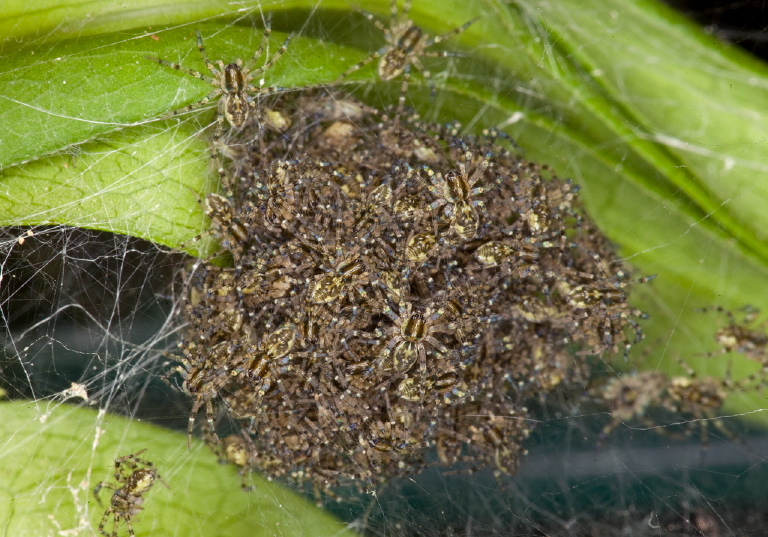 Dolomedes sp. Pisauridae