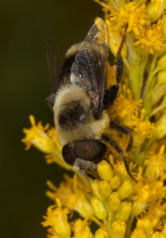 Eristalis flavipes Syrphidae