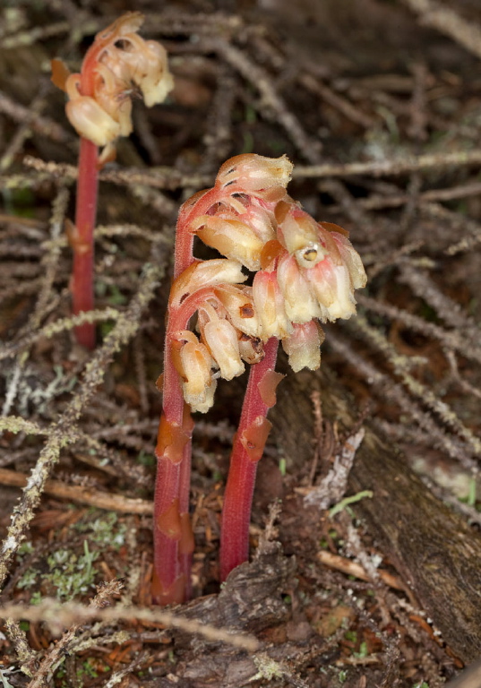 Monotropa hypopitys? Monotropaceae