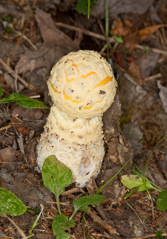 Amanita flavoconia? Pluteaceae