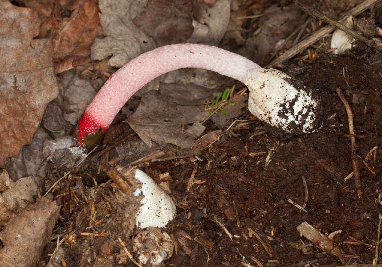 Mutinus elegans? Phallaceae