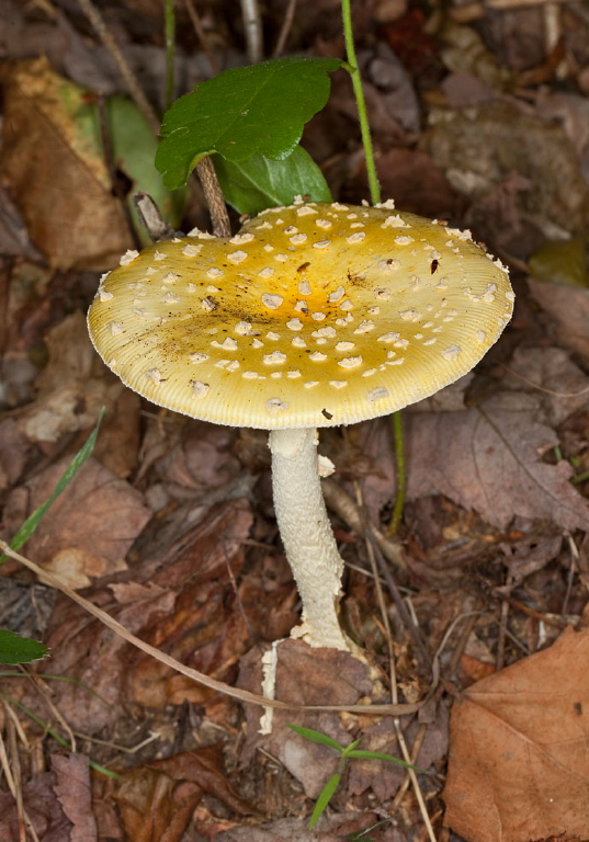 Amanita flavoconia? Pluteaceae