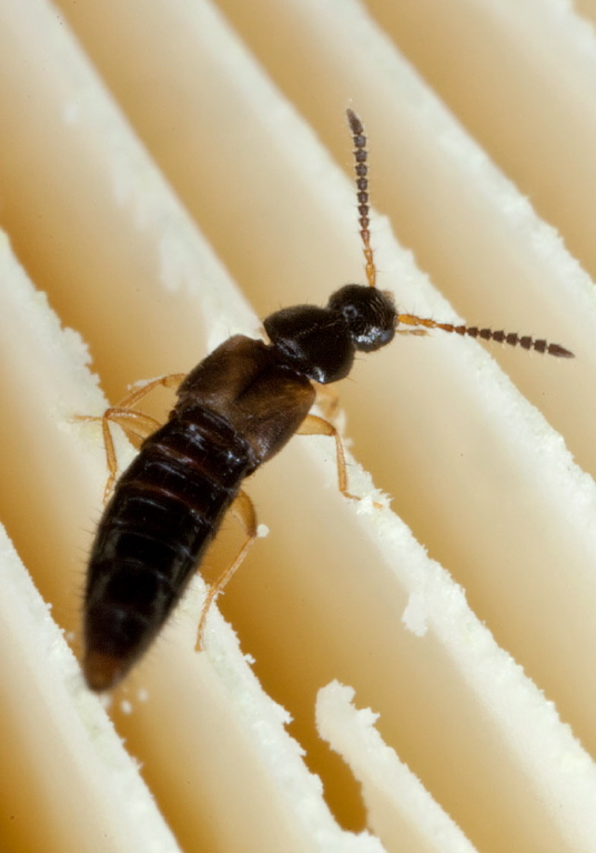   Staphylinidae