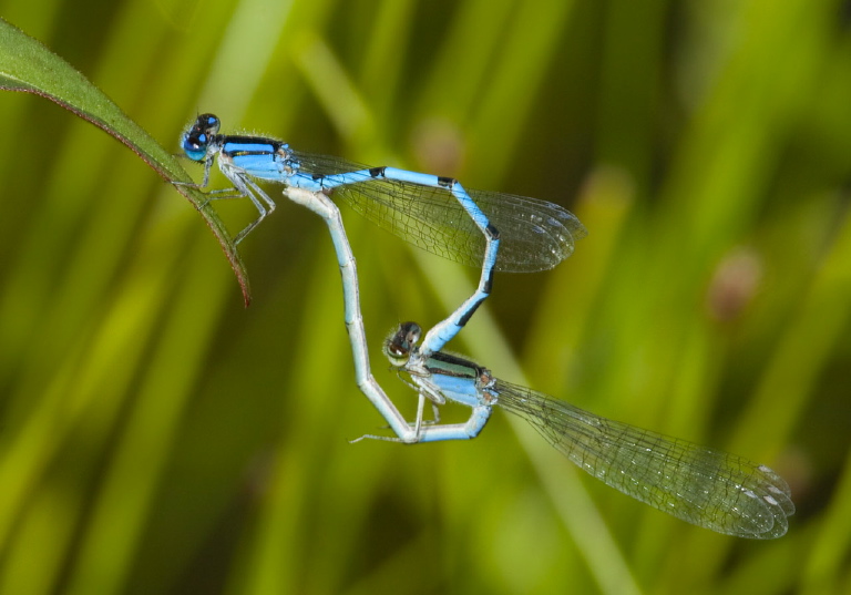 Enallagma civile Coenagrionidae