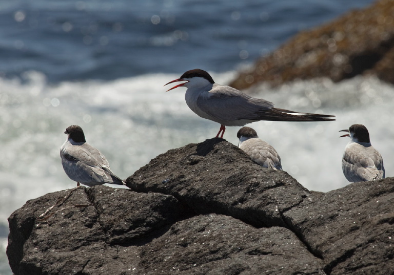 Sterna hirundo Sternidae