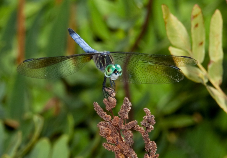 Pachydiplax longipennis Libellulidae