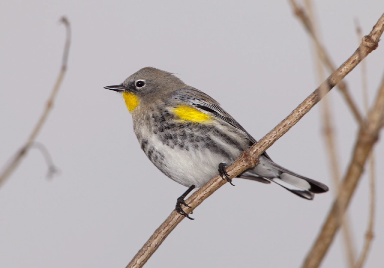 Dendroica coronata Parulidae