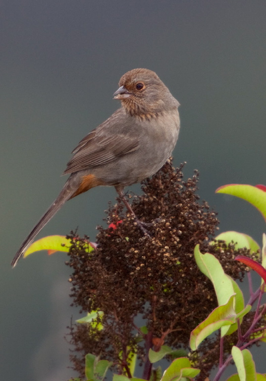 Pipilo crissalis Emberizidae