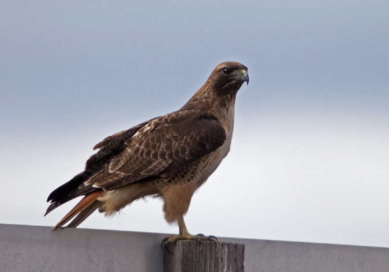 Buteo jamaicensis Accipitridae