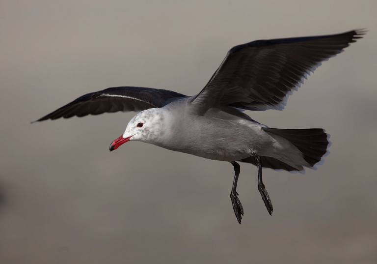 Larus heermanni Laridae