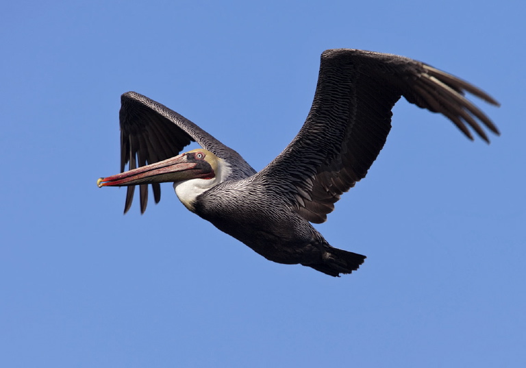 Pelecanus occidentalis Pelecanidae