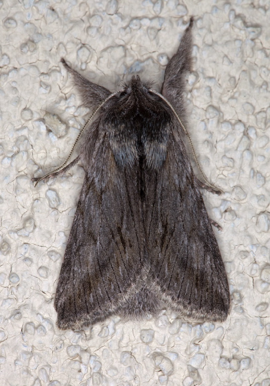 Cucullia sp.? Noctuidae