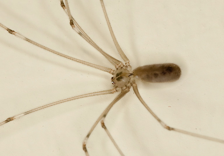 Pholcus phalangioides Pholcidae