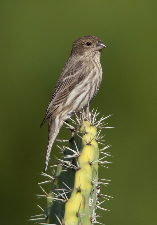 Carpodacus mexicanus Fringillidae