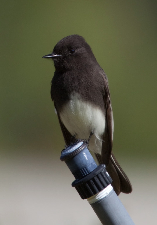 Sayornis nigricans Tyrannidae