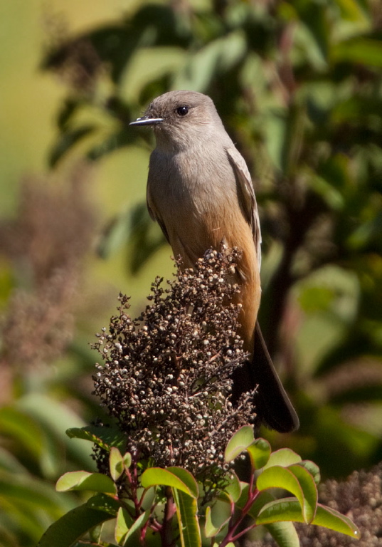 Sayornis saya Tyrannidae