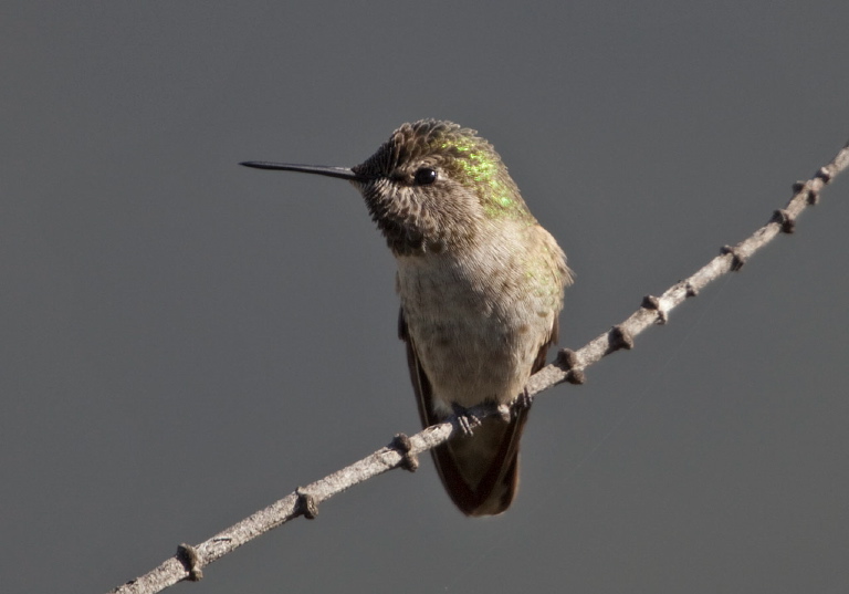 Calypte costae? Trochilidae