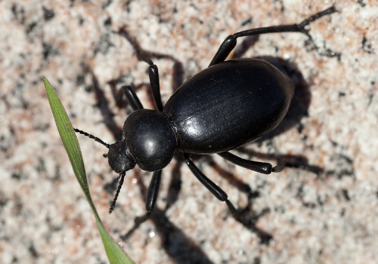 Eleodes acuticauda Tenebrionidae