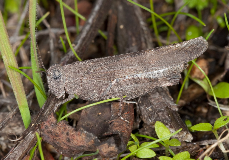 Lactista gibbosus Acrididae