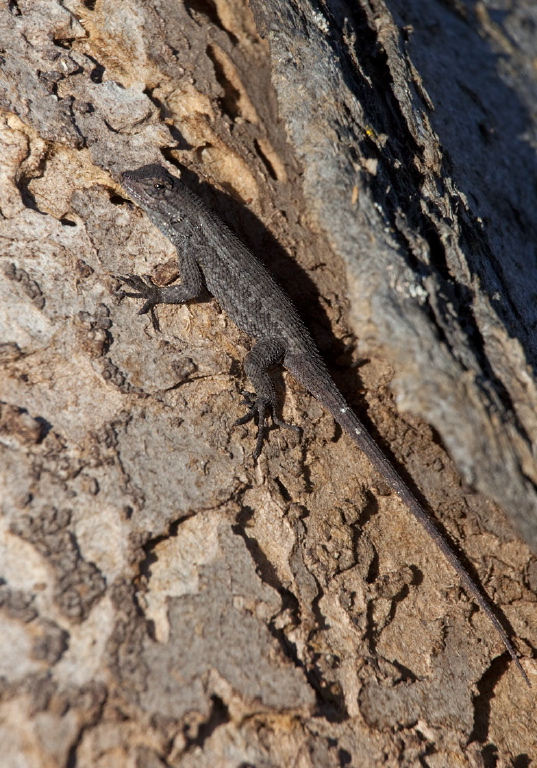 Sceloporus occidentalis longipes Phrynosomatidae