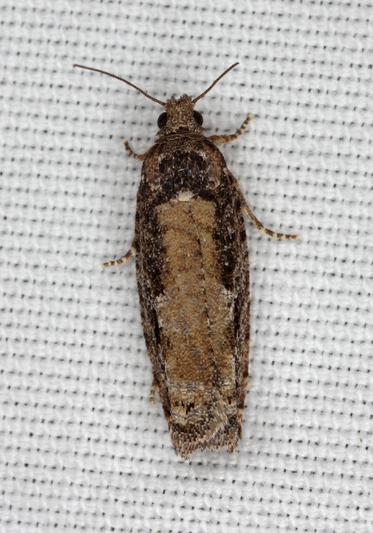 Epinotia emarginana? Tortricidae