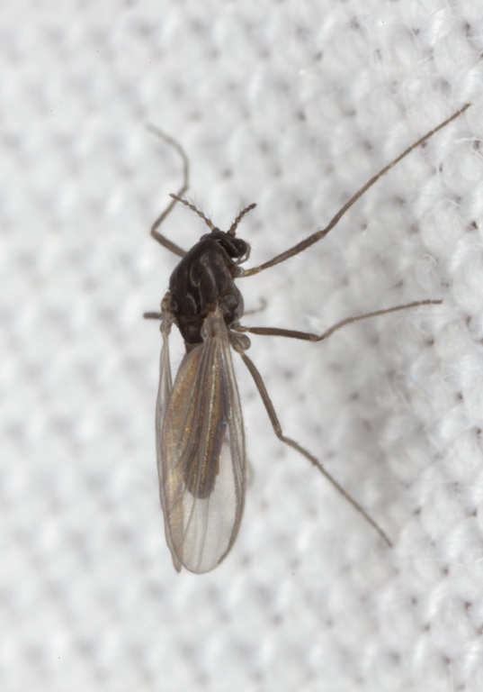   Chironomidae