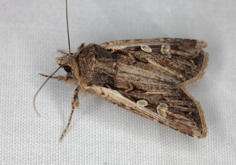 Euxoa auxiliaris Noctuidae