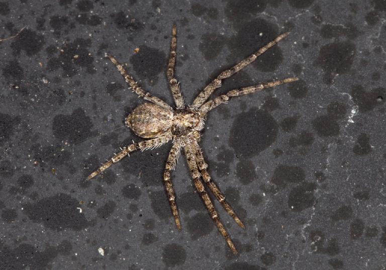 Philodromus sp. Philodromidae