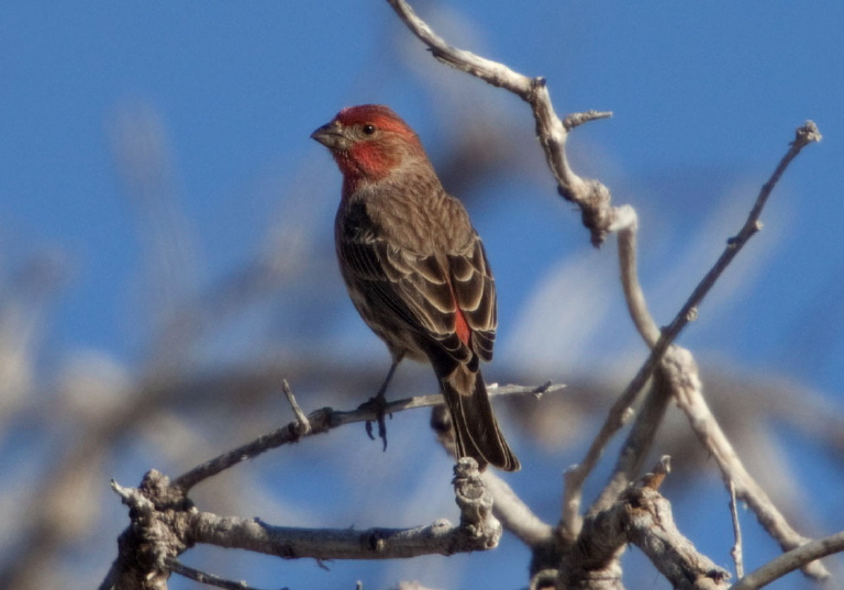 Carpodacus mexicanus Fringillidae