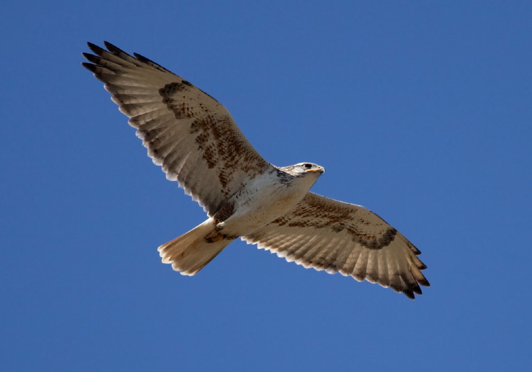 Buteo regalis Accipitridae