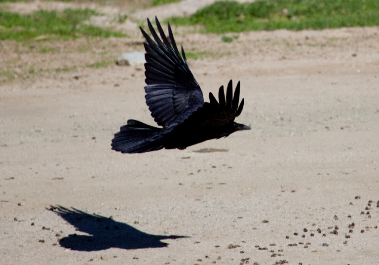 Corvus corax Corvidae