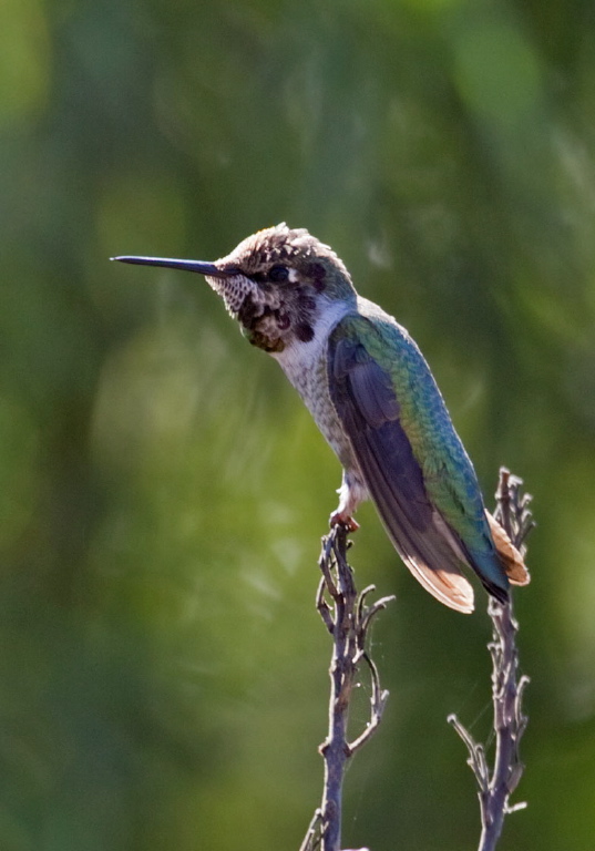 Calypte costae? Trochilidae