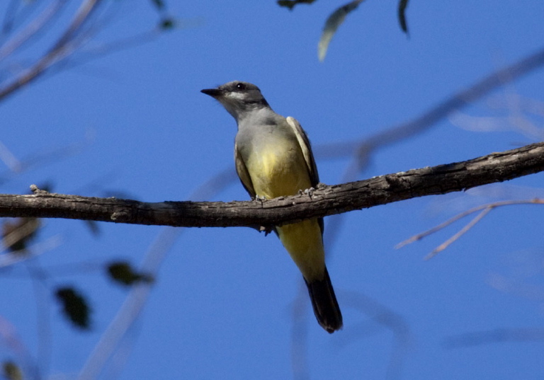 Tyrannus vociferans Tyrannidae