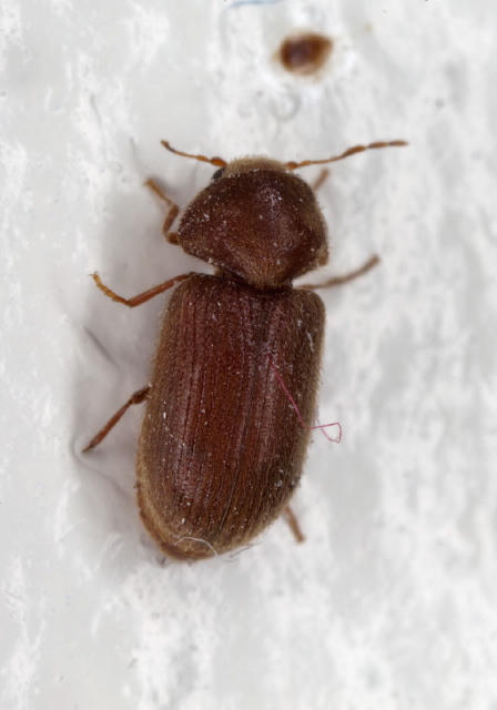 Stegobium paniceum Anobiidae