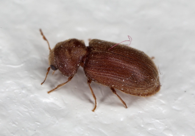 Stegobium paniceum Anobiidae