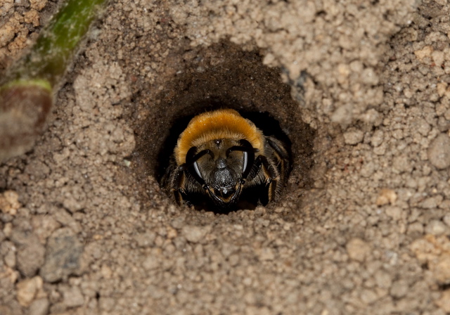 Colletes thoracicus Colletidae