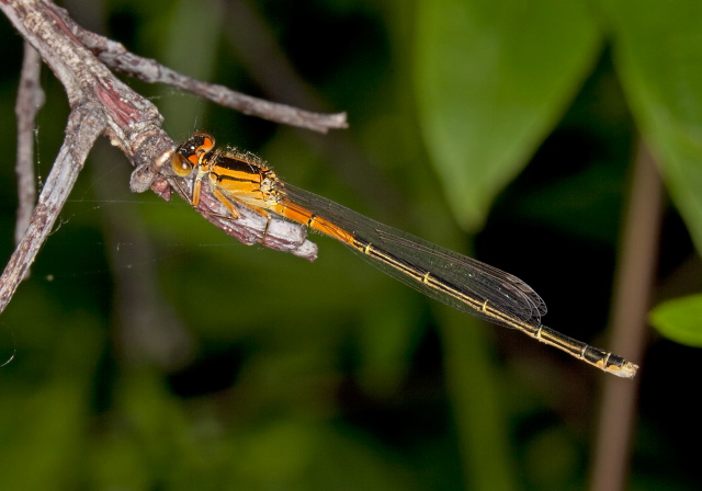 Ischnura verticalis Coenagrionidae