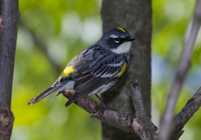 Dendroica coronata Parulidae