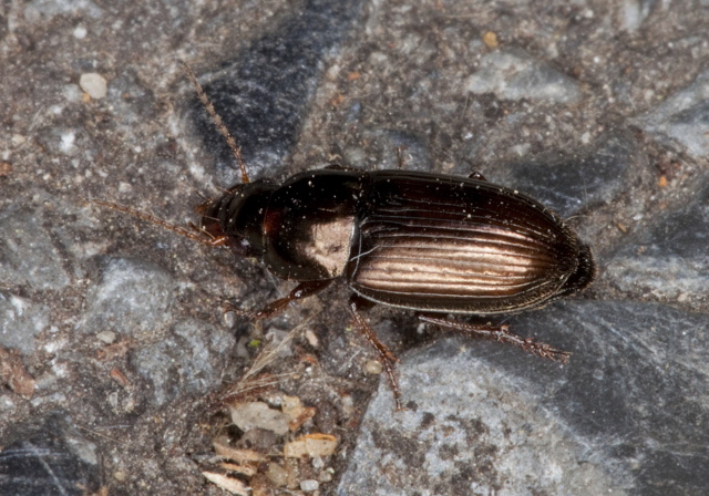 Selenophorus sp. Carabidae