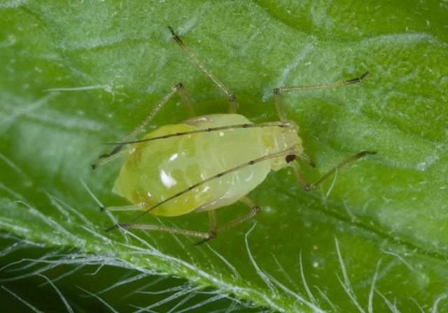   Aphididae