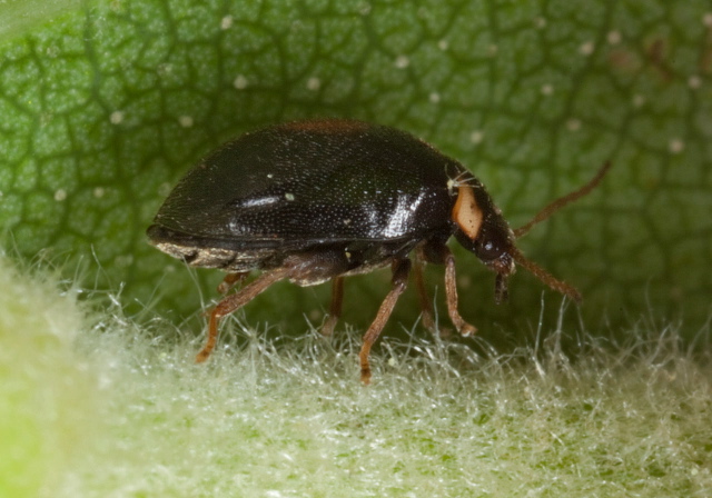 Scirtes tibialis Scirtidae