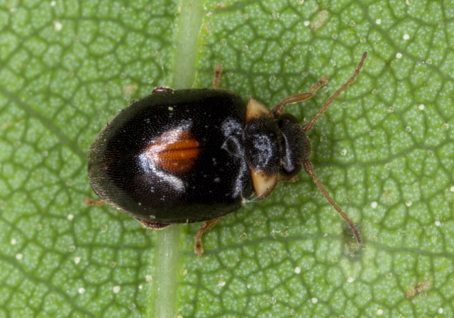 Scirtes tibialis Scirtidae